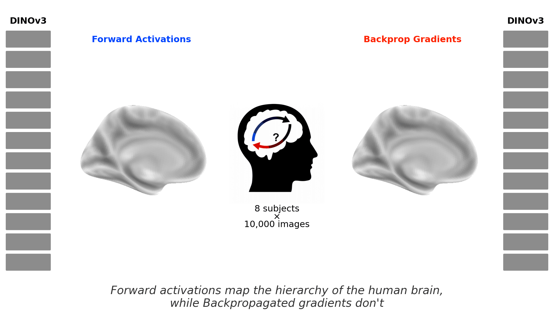 Forward activations vs. backpropagated gradients across the visual hierarchy
