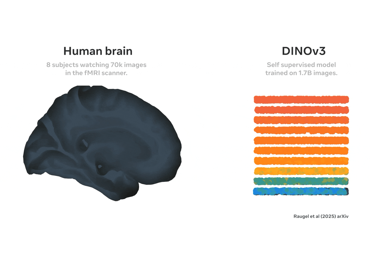 DINOv3 × Brain alignment animation
